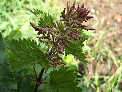 Urtica dioica